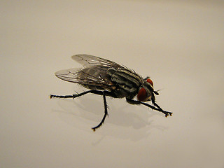 Image showing fly