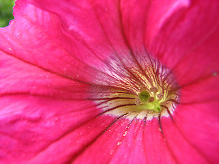 Image showing pink petunia