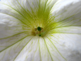 Image showing white petunia