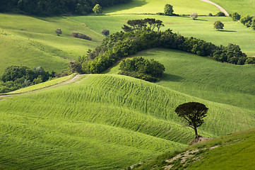 Image showing Tuscany