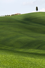 Image showing Tuscany