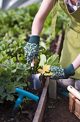 Image showing Gardening