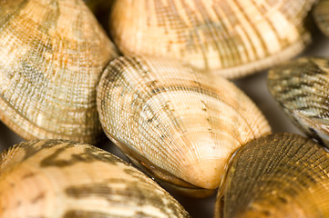 Image showing Clam background