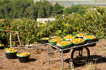 Image showing Loquat harvest