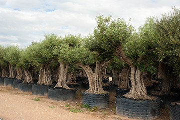 Image showing Tree nursery