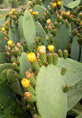 Image showing Prickly pears