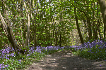 Image showing Woodland Bluebells