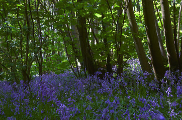 Image showing Woodland Bluebells