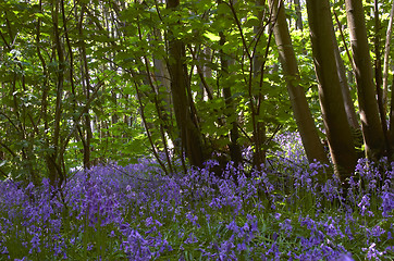 Image showing Woodland Bluebells