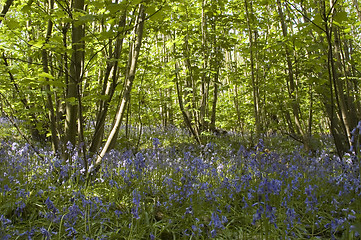 Image showing Woodland Bluebells