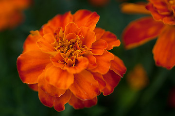 Image showing Blooming flower