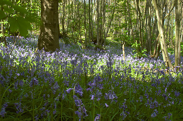 Image showing Woodland Bluebells