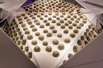 Image showing Mirrored Cactuses