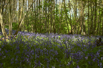 Image showing Woodland Bluebells