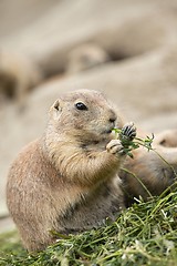 Image showing Prairie Dog