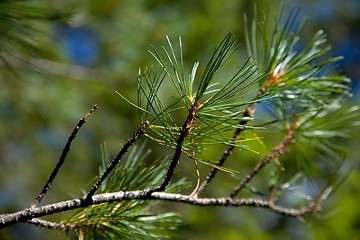 Image showing Pine