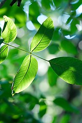 Image showing Leaves