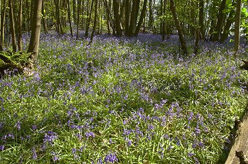 Image showing Woodland Bluebells