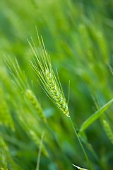 Image showing Wheat