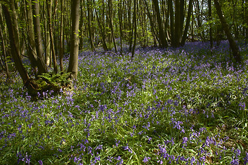 Image showing Woodland Bluebells