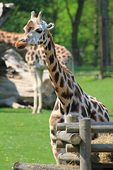 Image showing giraffe