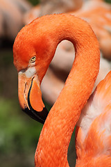 Image showing flamingo