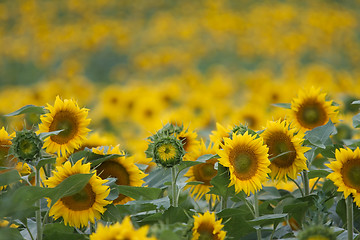 Image showing Sunflowers