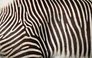 Image showing zebra texture