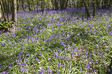 Image showing Woodland Bluebells