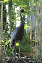 Image showing heron bird