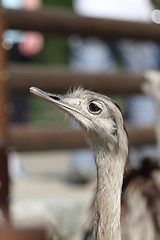Image showing ostrich head