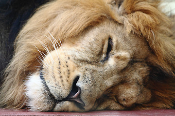 Image showing lion head