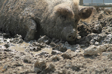 Image showing big pig