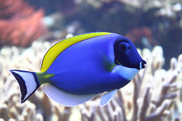 Image showing exotic sea fish