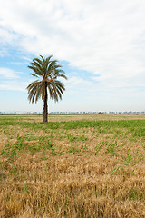 Image showing Prairie landscape