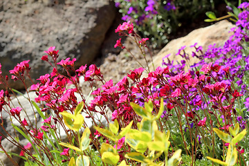 Image showing Beautiful spring flowers