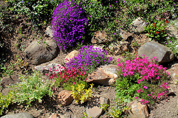 Image showing Beautiful spring flowers