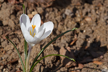 Image showing Crocus chrysanthus - Cream Beauty