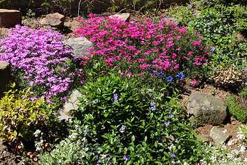 Image showing Beautiful spring flowers