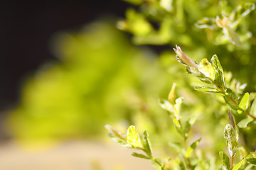 Image showing Spring still life with a green twig and shallow focus