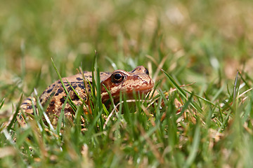 Image showing brown frog Rana temporaria