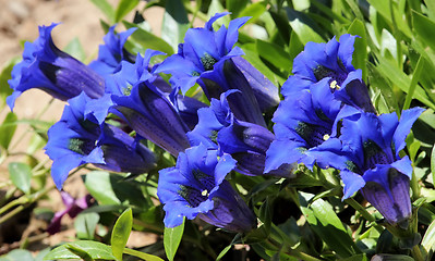 Image showing Gentiana