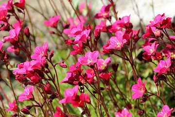 Image showing Beautiful spring flowers