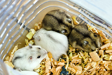 Image showing Rodents