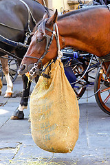 Image showing Horse lunch