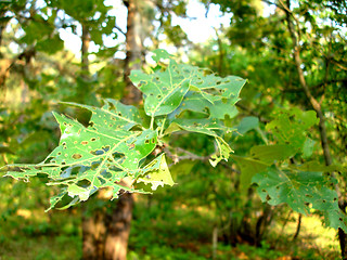 Image showing leaves