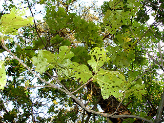 Image showing leaves 2