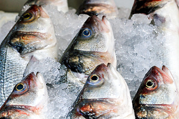 Image showing Fish in ice