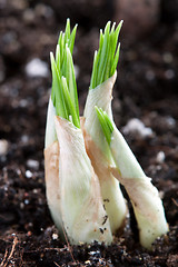 Image showing young green sprout