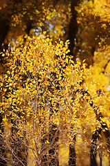 Image showing Small tree with yellow leaves